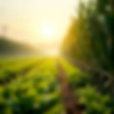 Effective Diversification in Yield Farming Infographic on diversification strategies in yield farming