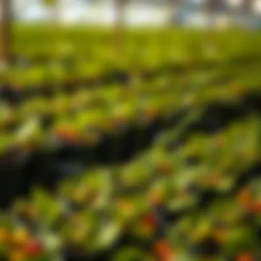 Comparison of Yield Farming Returns Graph depicting returns from various yield farming platforms